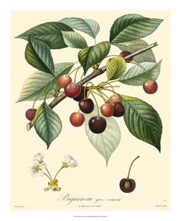 Cherries by Pancrace Bessa art print