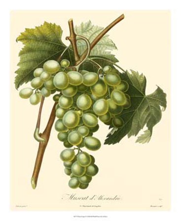 Grapes I by Pancrace Bessa art print