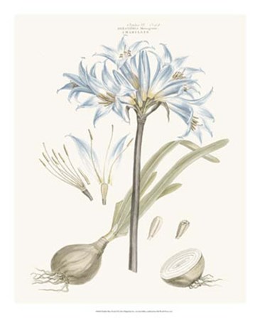 Bashful Blue Florals II by John Miller art print