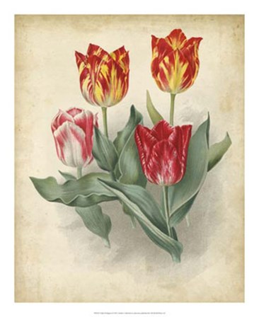 Tulip Florilegium art print