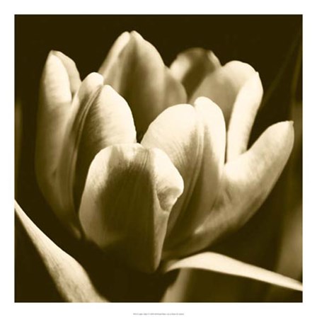 Sepia Tulip I by Renee Stramel art print