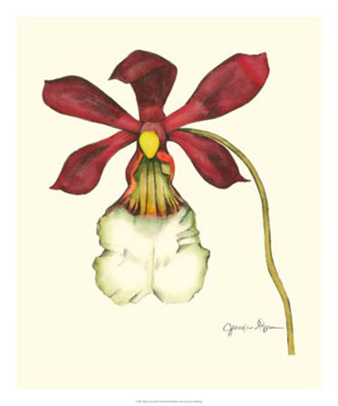 Majestic Orchid II by Jennifer Goldberger art print