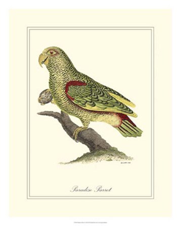Paradise Parrot by George Edwards art print
