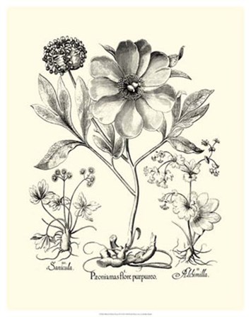 Black and White Besler Peony II by Basilius Besler art print