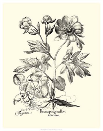 Black and White Besler Peony III by Basilius Besler art print