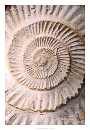 Ammonite II by Vision Studio art print