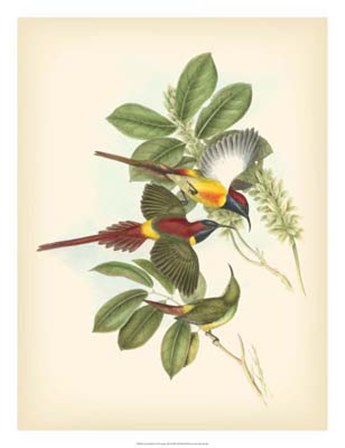 Birds of the Tropics III by John Gould art print