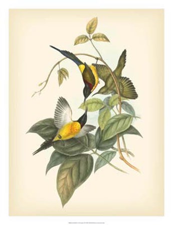 Birds of the Tropics IV by John Gould art print
