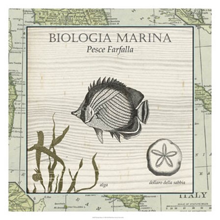 Biologia Marina I by Vision Studio art print