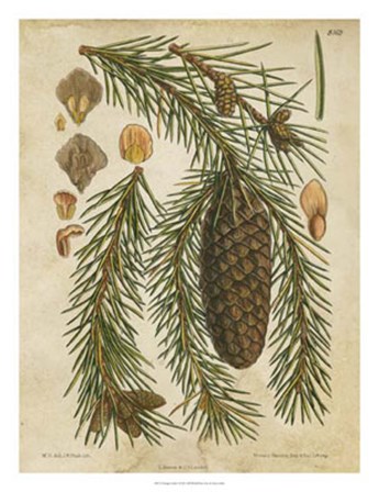 Vintage Conifers I by Vision Studio art print