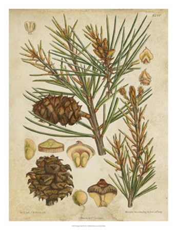 Vintage Conifers II by Vision Studio art print