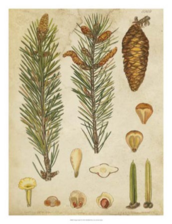 Vintage Conifers IV by Vision Studio art print