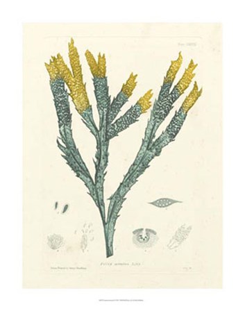 Luminous Seaweed I by Henry Bradbury art print