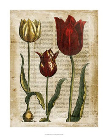 Antiquarian Tulips II by Vision Studio art print