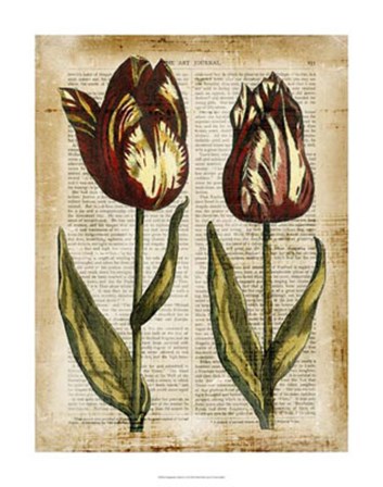 Antiquarian Tulips III by Vision Studio art print