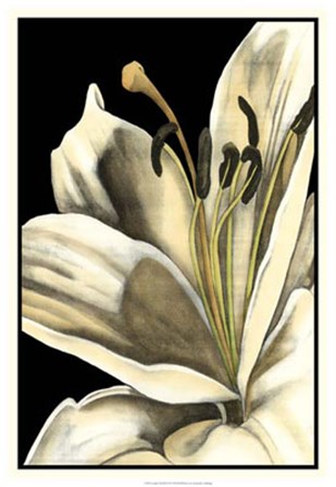 Graphic Lily III by Jennifer Goldberger art print