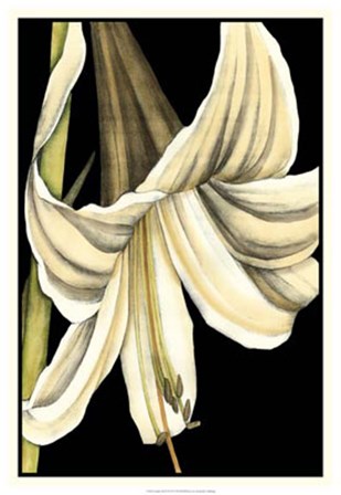 Graphic Lily IV by Jennifer Goldberger art print