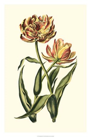 Vintage Tulips IV by Vision Studio art print