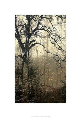 Wooded Solace I by Jennifer Goldberger art print