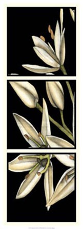 Graphic Lily I by Jennifer Goldberger art print