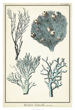 Oversize Coral Species II by Vision Studio art print