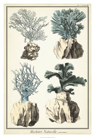 Oversize Coral Species III by Vision Studio art print