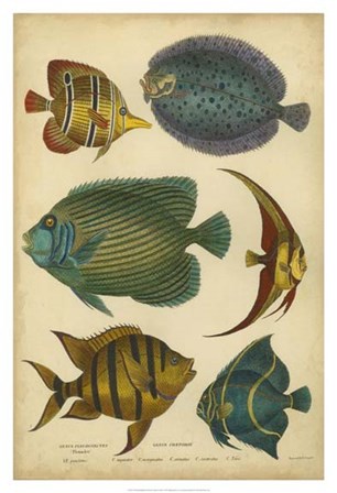 Non-Emb. Goldsmith&#39;s Spinous Fishes by Trace Goldsmith art print