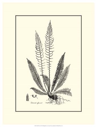 B&amp;W Fern I by Samuel Curtis art print