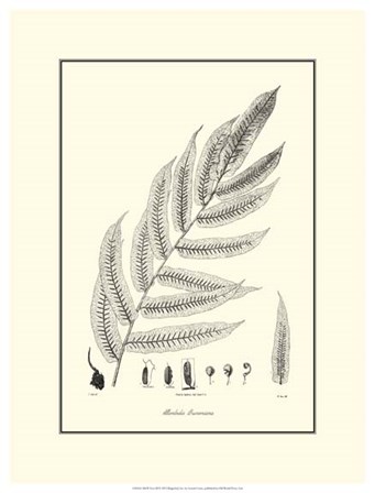 B&amp;W Fern III by Samuel Curtis art print