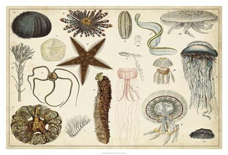 Antique Sealife Chart by Vision Studio art print