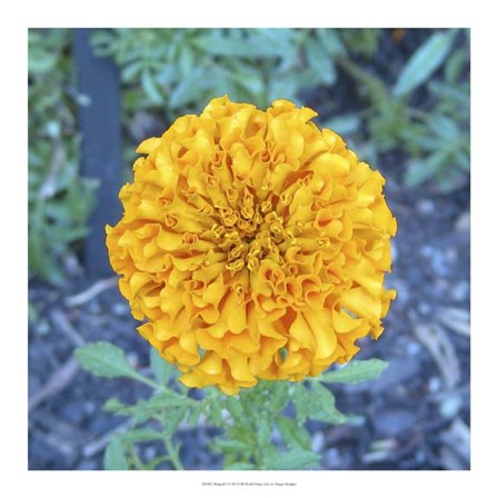 Marigold I by Megan Meagher art print