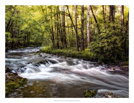 Sunlight on Jake&#39;s Creek II by Danny Head art print