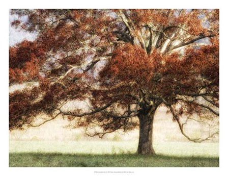 Sunbathed Oak I by Danny Head art print