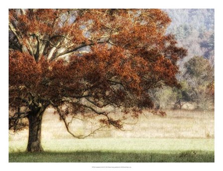 Sunbathed Oak II by Danny Head art print