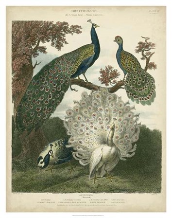 Peacock Gathering by Sydenham Edwards art print