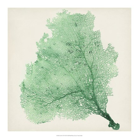 Sea Fan VII by Timothy O&#39;Toole art print