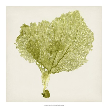 Sea Fan VIII by Timothy O&#39;Toole art print