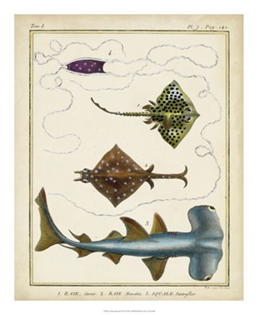 Antique Rays &amp; Fish I by Chevillet art print