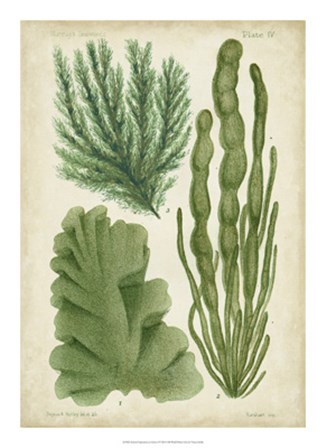 Seaweed Specimen in Green I by Vision Studio art print
