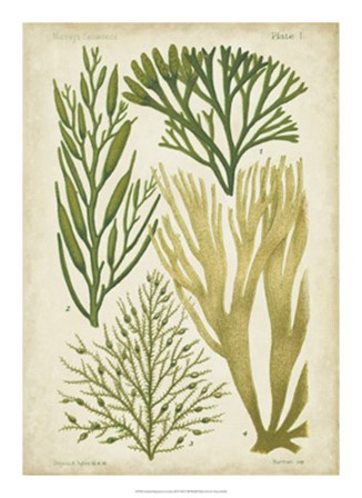 Seaweed Specimen in Green III by Vision Studio art print