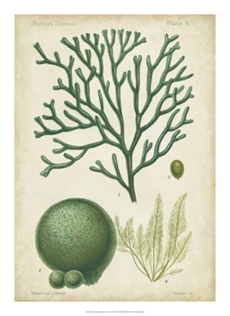 Seaweed Specimen in Green IV by Vision Studio art print