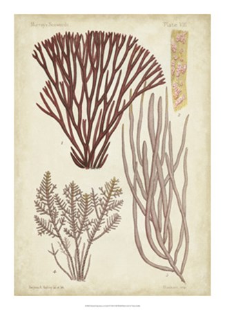 Seaweed Specimen in Coral I by Vision Studio art print