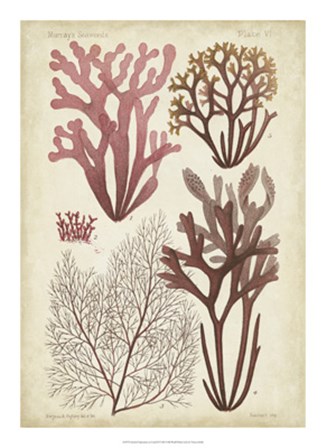 Seaweed Specimen in Coral II by Vision Studio art print