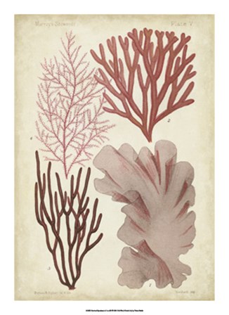 Seaweed Specimen in Coral III by Vision Studio art print