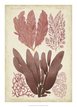 Seaweed Specimen in Coral IV by Vision Studio art print