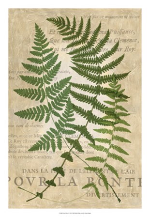 Fern Folio I by Vision Studio art print