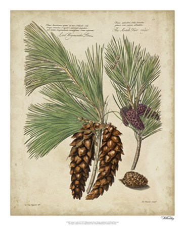 Antique Conifers II by Henry Fletcher art print