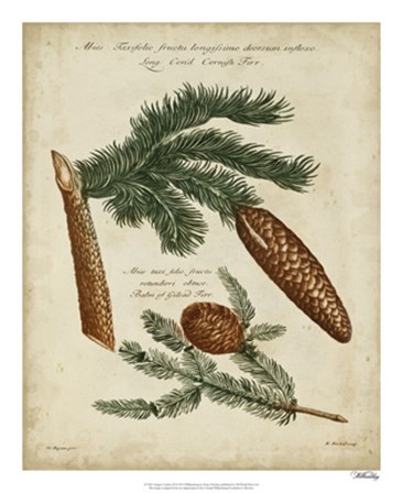 Antique Conifers III by Henry Fletcher art print