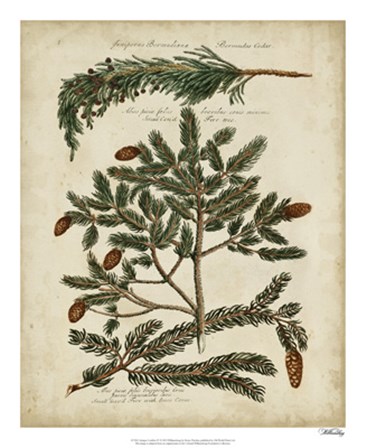 Antique Conifers IV by Henry Fletcher art print