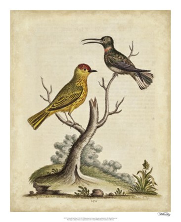 Edwards Bird Pairs IV by George Edwards art print
